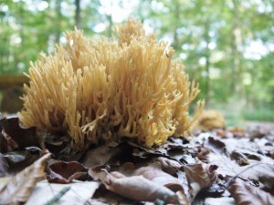 Korallenpilz